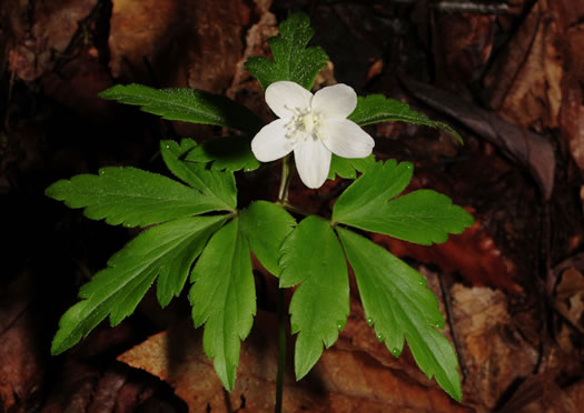 image of Anemone quinquefolia, Wood Anemone