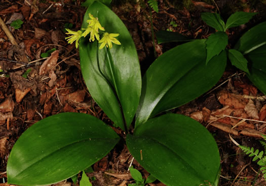 image of Clintonia borealis, Bluebead-lily, Clinton's Lily, Yellow Clintonia, Yellow Bead Lily