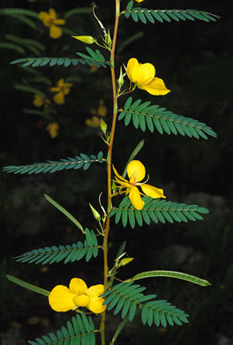 image of Chamaecrista fasciculata var. fasciculata, Common Partridge-pea, Showy Partridge Pea