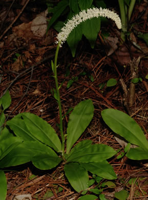 Chamaelirium luteum, Fairywand, Devil's Bit