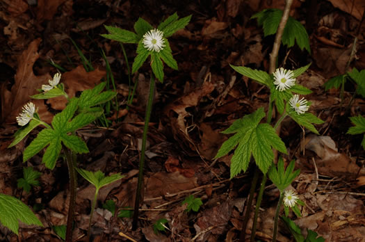 image of Hydrastis canadensis, Goldenseal