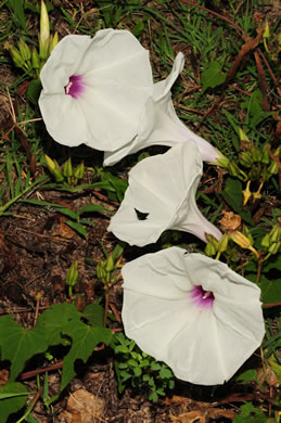 image of Ipomoea pandurata, Manroot, Wild Potato Vine, Man-of-the-earth, Wild Sweet Potato