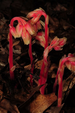 image of Hypopitys lanuginosa, Appalachian Red Pinesap, Hairy Pinesap