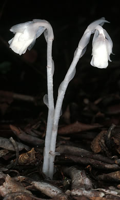 image of Monotropa uniflora, Indian Pipes, Ghost-flower, Common Ghost Pipes