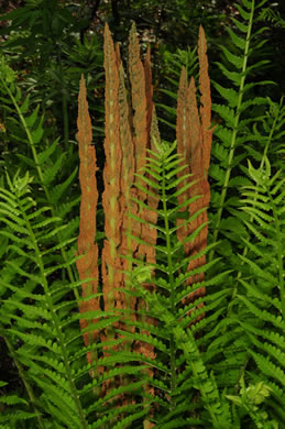 image of Osmundastrum cinnamomeum, Cinnamon Fern