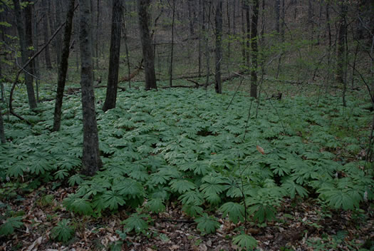 image of Podophyllum peltatum, May-apple, American Mandrake