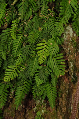 image of Pleopeltis michauxiana, Resurrection Fern, Scaly Polypody