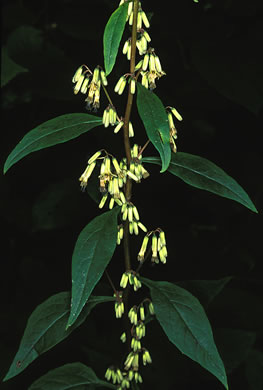 image of Nabalus trifoliolatus, Gall-of-the-earth, Three-leaved Rattlesnake-root