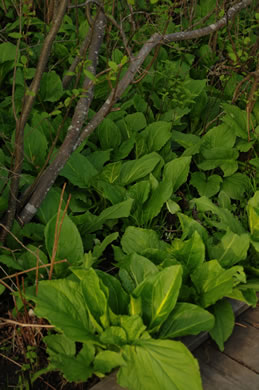 image of Symplocarpus foetidus, Skunk Cabbage