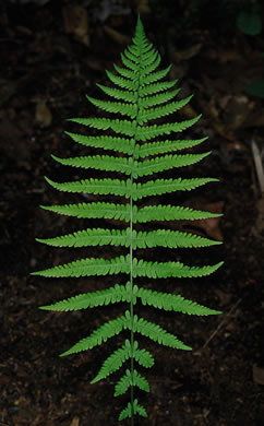 image of Amauropelta noveboracensis, New York Fern