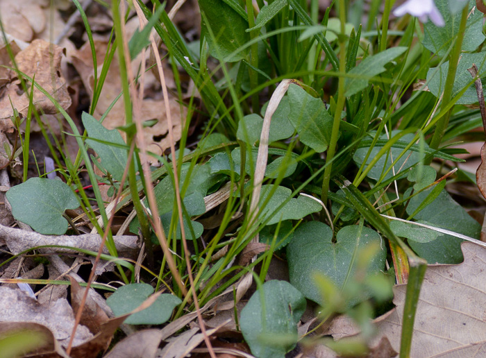 image of Cardamine douglassii, Limestone Bittercress, Douglass's Bittercress, Purple Cress, Pink Spring-cress