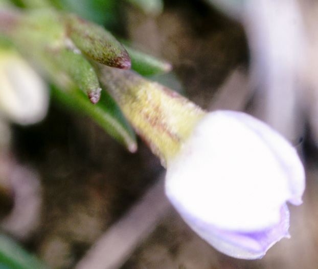 image of Houstonia rosea, Rose Bluet, Pygmy Bluet