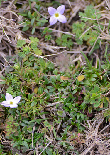 image of Houstonia rosea, Rose Bluet, Pygmy Bluet