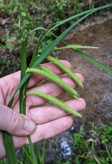 image of Carex crinita var. crinita, Long-fringed Sedge, Drooping Sedge