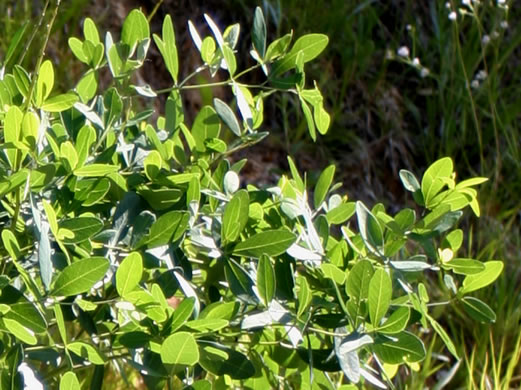 image of Baptisia alba, Thick-pod White Wild Indigo