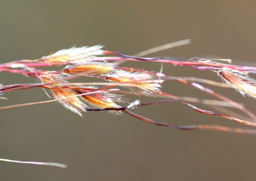 image of Sorghastrum elliottii, Elliot's Indiangrass, Slender Indiangrass, Nodding Indiangrass