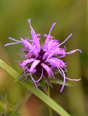 image of Liatris squarrosa var. squarrosa, Scaly Blazing-star, Squarrose Gayfeather, Longbracted Blazing-star