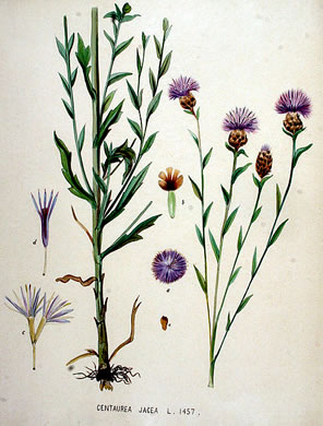 image of Centaurea jacea, Brown Knapweed