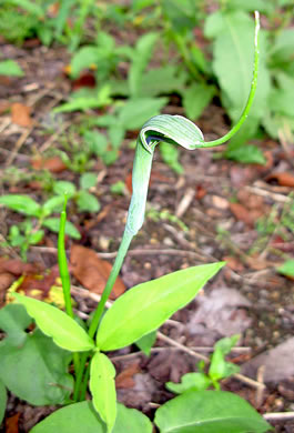 spathe