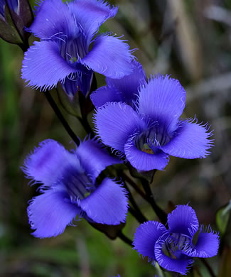 image of Gentianopsis crinita, Eastern Fringed Gentian, Greater Fringed Gentian