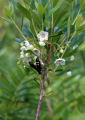 image of Kalmia cuneata, White Wicky