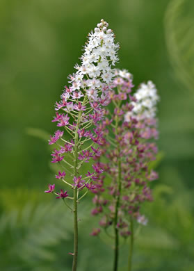 image of Stenanthium densum, Crow-poison, Savanna Camass, Osceola-plume