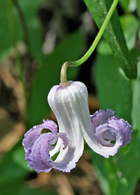 image of Clematis crispa, Southern Leatherflower, Marsh Clematis, Swamp Leatherflower, Blue Jasmine