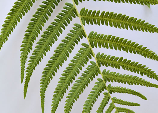 image of Pelazoneuron kunthii, Kunth's Maiden-fern, Southern Shield-fern, Southern Woodfern