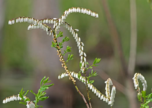 image of Eubotrys racemosus, Coastal Fetterbush, Swamp Sweetbells, Swamp Leucothoe, Swamp Fetterbush