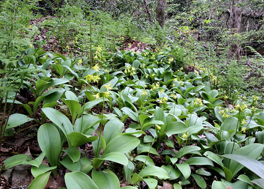 image of Clintonia borealis, Bluebead-lily, Clinton's Lily, Yellow Clintonia, Yellow Bead Lily