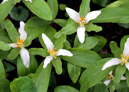 image of Trillium pusillum +, Carolina Least Trillium, Virginia Dwarf Trillium, Aiken Least Trillium