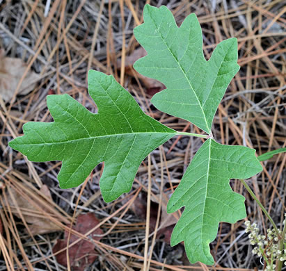 Poison Oak