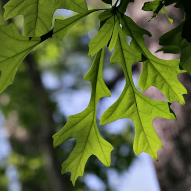 image of Quercus lyrata, Overcup Oak