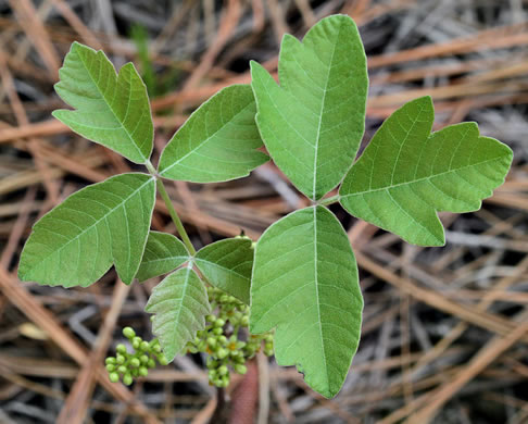 Toxicodendron pubescens, Poison Oak, Southeastern Poison Oak