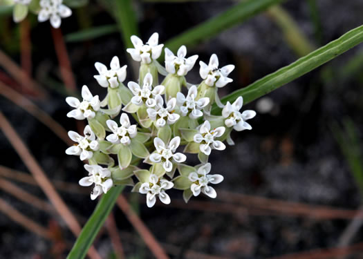 image of Asclepias michauxii, Michaux's Milkweed