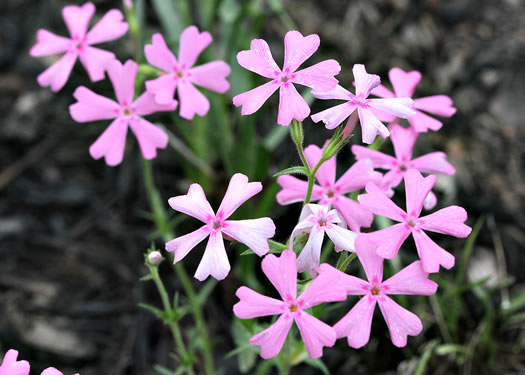 image of Phlox nivalis +, Pineland Phlox, Trailing Phlox