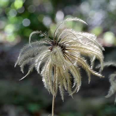 Clematis ochroleuca, Curlyheads