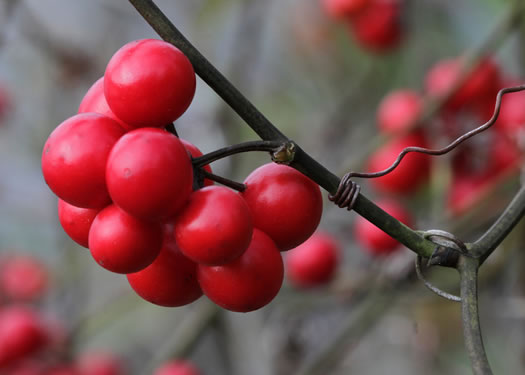 image of Smilax walteri, Coral Greenbrier, Red-berried Swamp Smilax