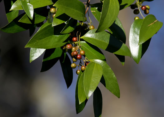 image of Smilax smallii, Jackson-brier, Unarmed Catbrier, Sweet-scented Smilax