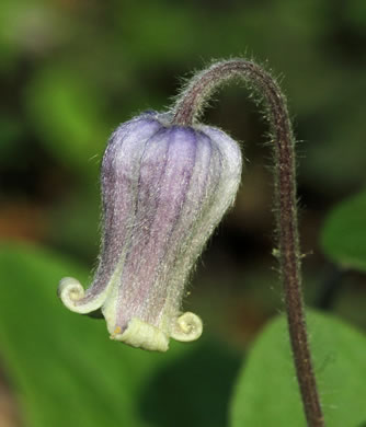 image of Clematis ochroleuca, Curlyheads