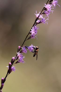 image of Liatris tenuifolia, Shortleaf Blazing-star, Shortleaf Gayfeather, Slender Blazing-star