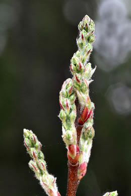 image of Amelanchier obovalis, Coastal Plain Serviceberry, Pocosin Shadbush, Coastal Serviceberry