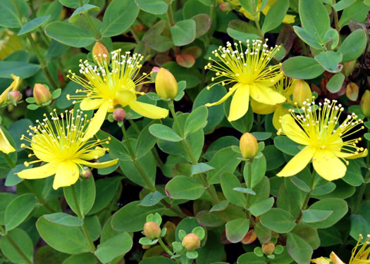 image of Hypericum buckleyi, Granite Dome St. Johnswort, Mountain St. Johnswort, Buckley's St. Johnswort, Dwarf St. Johnswort