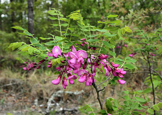 image of Robinia nana, Dwarf Bristly Locust, Dwarf Locust