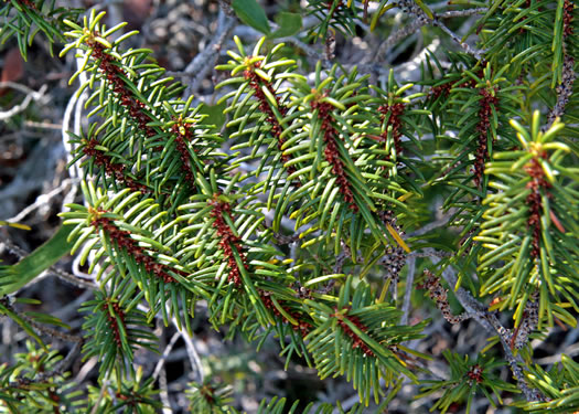 Florida Rosemary