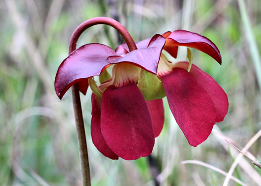 Sarracenia purpurea var. venosa, Southern Purple Pitcherplant, Frog's Breeches, Hunter's Cup