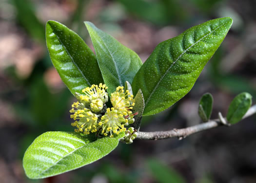 image of Croton alabamensis var. alabamensis, Alabama Croton