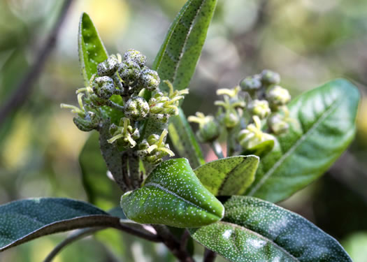 image of Croton alabamensis var. alabamensis, Alabama Croton