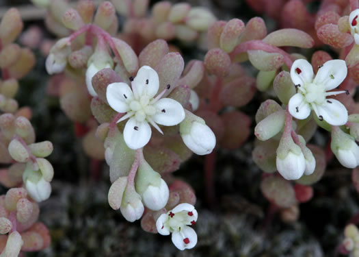 Sedum pusillum, Puck's Orpine, Granite Stonecrop