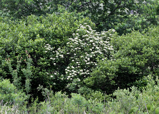 image of Viburnum nudum, Southern Wild Raisin, Possumhaw, Swamp Viburnum, Swamp-haw